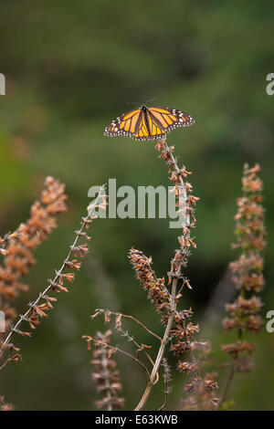 A monarch butterflies (Danaus plexippus) perched on a dead plant at the Monarch Butterfly Sanctuary in Mexico.