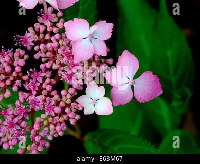 hydrangea macrophylla Mariesii Lilacina pink Stock Photo