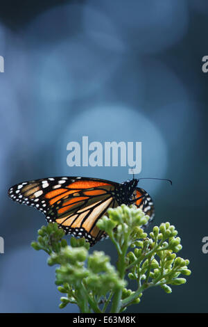 A single monarch butterfly (Danaus plexippus) at the Monarch Butterfly Sanctuary El Rosario in Michoacan, Mexico. Stock Photo