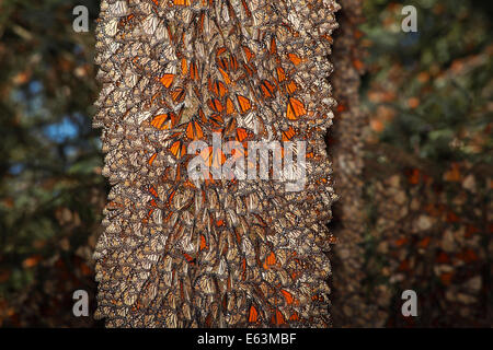 Tree Full of Monarch Butterflies at the Rosario Sanctuary, Michoacan, Mexico Stock Photo