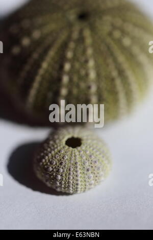 Close up of sea urchin shells from the South African coast Stock Photo