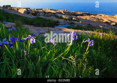 Wild Iris, Schoodic Point, Schoodic Peninsula, Acadia National Park, Maine, USA Stock Photo