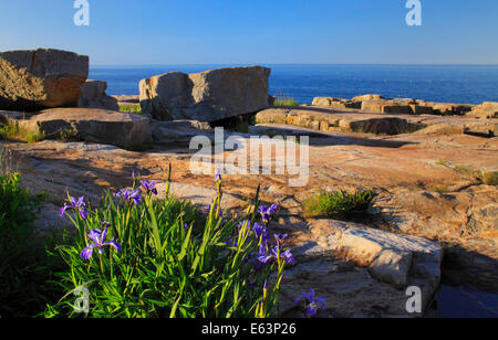 Wild Iris, Schoodic Point, Schoodic Peninsula, Acadia National Park, Maine, USA Stock Photo