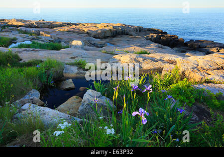 Wild Iris, Schoodic Point, Schoodic Peninsula, Acadia National Park, Maine, USA Stock Photo