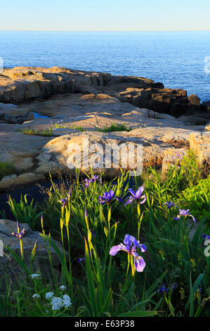 Wild Iris, Schoodic Point, Schoodic Peninsula, Acadia National Park, Maine, USA Stock Photo