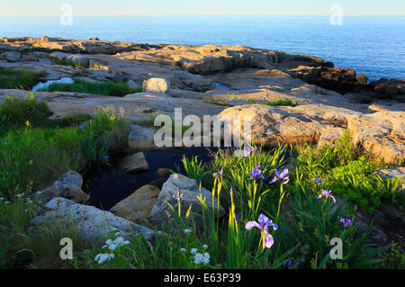 Wild Iris, Schoodic Point, Schoodic Peninsula, Acadia National Park, Maine, USA Stock Photo