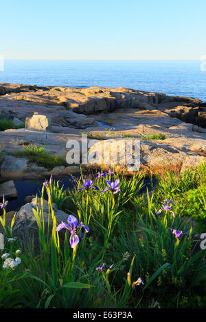 Wild Iris, Schoodic Point, Schoodic Peninsula, Acadia National Park, Maine, USA Stock Photo