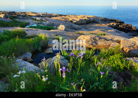 Wild Iris, Schoodic Point, Schoodic Peninsula, Acadia National Park, Maine, USA Stock Photo