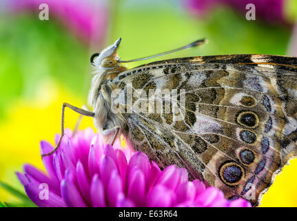 Painted lady butterfly on a purple flower Stock Photo