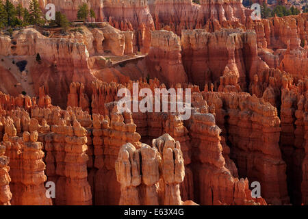 Hoodoos in Bryce Amphitheater, looking across to Sunset Point and Navaho Trail, from Inspiration Point, Bryce Canyon National Pa Stock Photo
