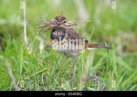 Bluethroat (Luscinia svecica cyanecula), female gathering nesting material, Lauwersmeer National Park, Holland, The Netherlands Stock Photo