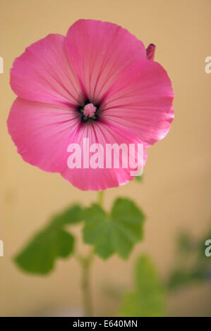 A pink Mallow flower against a soft yellow background.This is a wild Mallow.Probably a Tree Mallow. Stock Photo
