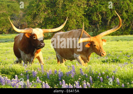 A Texas Longhorn bull courting a longhorn cow among bluebonnets in Spring. Stock Photo