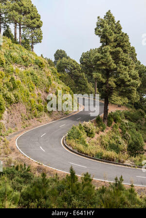 Winding road to Roque de los Muchachos, surrounded by trees, La Palma, Canary Islands, Spain Stock Photo