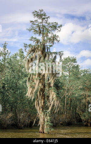 Spanish Moss (Tillandsia usneoides), growing on a tree in the water, swamp, Louisiana, United States Stock Photo