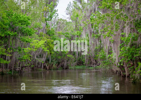 Spanish Moss (Tillandsia usneoides) growing on trees, swamp, Louisiana, United States Stock Photo