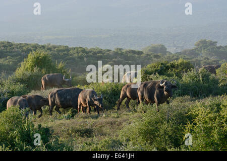 Cape Buffalos (Syncerus caffer), Addo Elephant National Park, Eastern Cape, South Africa Stock Photo