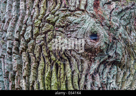 Bark, Urwald Sababurg, primeval forest, North Hesse, Hesse, Germany Stock Photo