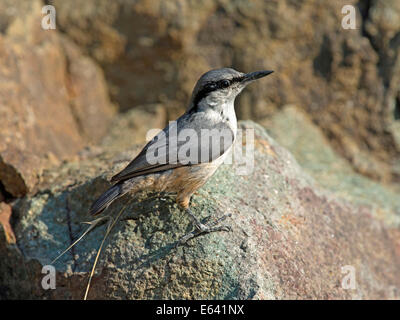 Western Rock Nuthatch (Sitta neumayer) standing on a rock. Greece Stock Photo