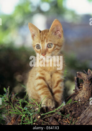 Domestic cat. Red tabby kitten sitting on a tree stump. Germany Stock Photo
