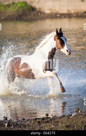 Marwari Horse. Skewbald mare galloping through water. India Stock Photo