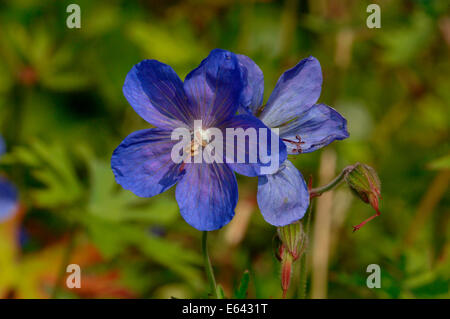 Geranium Flowers Stock Photo