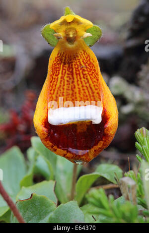 Darwins Slipper Flower (Calceolaria uniflora), flowering. Patagonia, Argentina Stock Photo