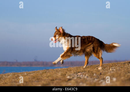 Australian Shepherd. Adult dog (red tri) running on the waters edge. Germany Stock Photo