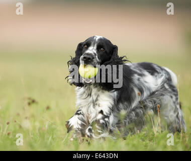 English Cocker Spaniel. Adult black-and-white running on a meadow while carrying an apple in its snout. Germany Stock Photo