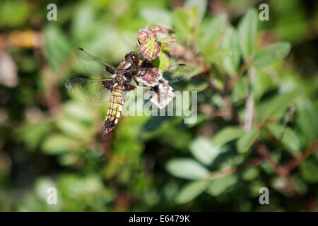 An insect on a leaf Stock Photo