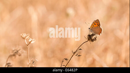 The Small Copper, American Copper or the Common Copper, (Lycaena phlaeas timeus) Butterfly shot in Israel, Summer June Stock Photo