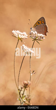 The Small Copper, American Copper or the Common Copper, (Lycaena phlaeas timeus) Butterfly shot in Israel, Summer June Stock Photo