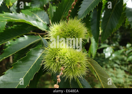 Sweet chestnut Castanea sativa growing wild Uk Stock Photo