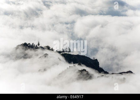 Trees above the clouds, Santo Antao, Cape Verde Stock Photo