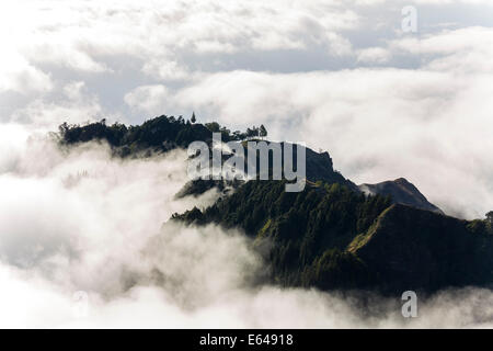 Trees above the clouds, Santo Antao, Cape Verde Stock Photo