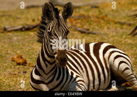 Burchell's Zebra, African plains game foal laying down resting Stock Photo