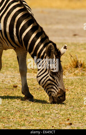 Burchell's Zebra, African plains game head down grazing the stripes give them protection from predators due to confusion Stock Photo
