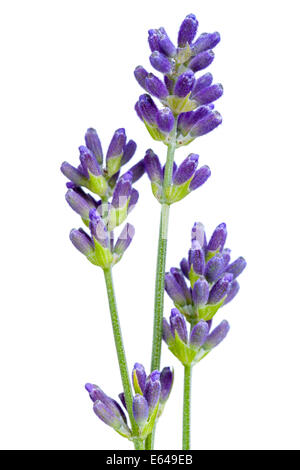 Lavender flowers isolated on white background. Macro shot Stock Photo