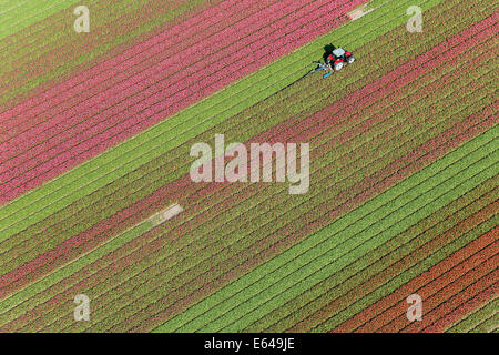 Tractor in tulip fields, North Holland, Netherlands Stock Photo