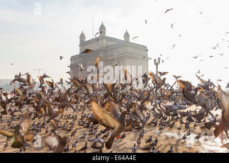 Pigeons, India Gate, Colaba, Mumbai (Bombay), India Stock Photo