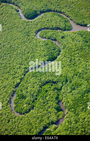 Aerial view of rain forest, Daintree River, Daintree National Park, Queensland Australia Stock Photo