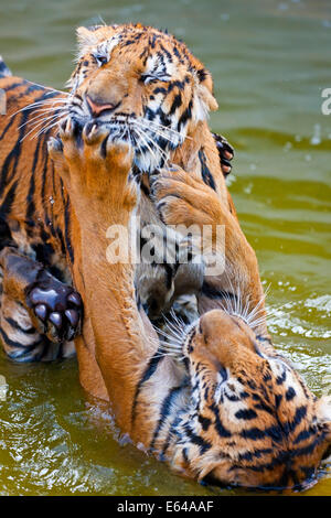 Young Tigers (about 11 months old) playing in water, Indochinese tiger or Corbett's tiger (Panthera tigris corbetti), Thailand Stock Photo