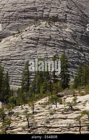 Unusual rock patterns on Cathedral Mountain, seen from West Rim Trail, Zion National Park, Utah, USA Stock Photo