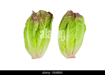 Fresh whole red leaved mini cos lettuce Stock Photo