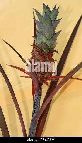 Baby pineapple with leaves on yellow background Stock Photo