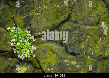 Common Scurvygrass Cochlearia officinalis Iceland PL002239 Stock Photo