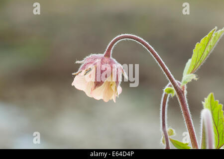 Water Avens Geum rivale Iceland PL002246 Stock Photo