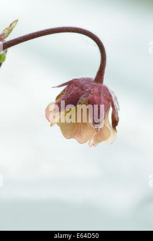 Water Avens Geum rivale Iceland PL002247 Stock Photo