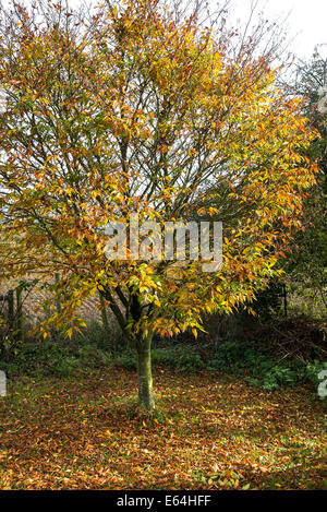 Small fagus Asplenifolia tree in autumn Stock Photo