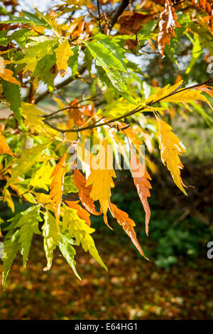 Green leaves just beginning to colour on a fern-leaved beech tree Stock Photo